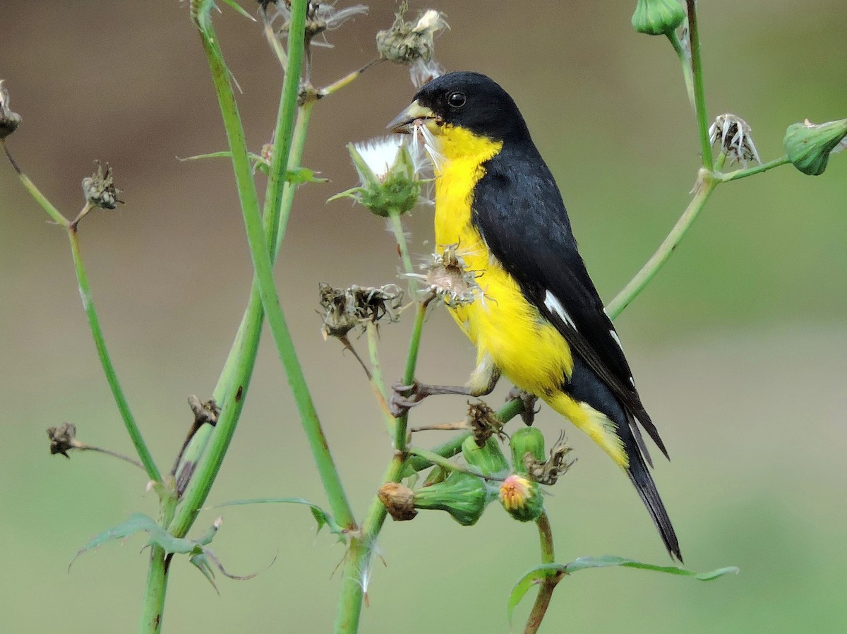 Adult male
