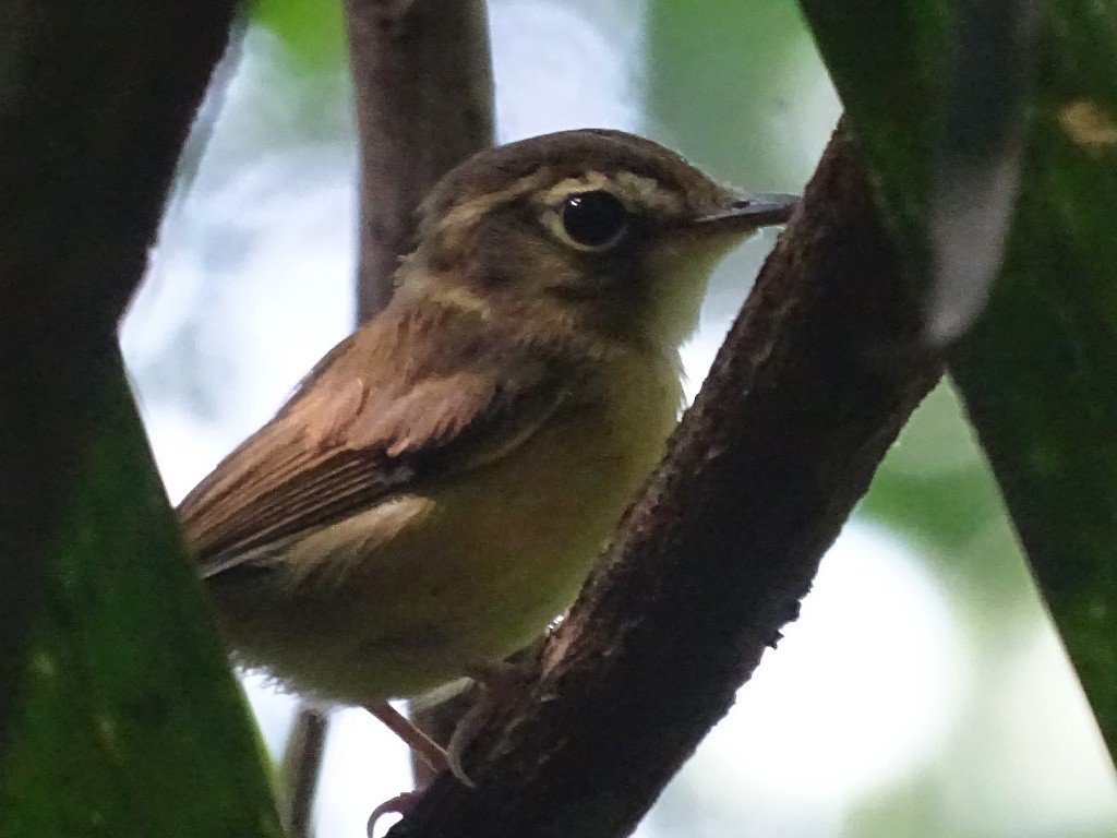 Stub-tailed Spadebill - ML67272661