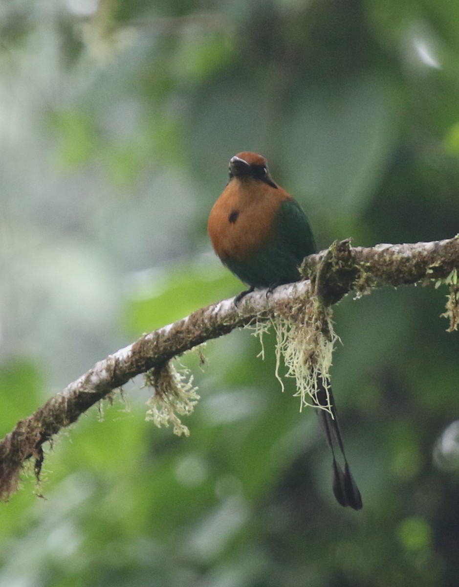 Plattschnabelmotmot - ML67272701