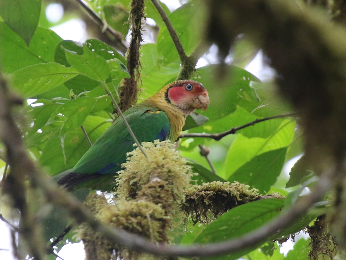 Rose-faced Parrot - ML67272741