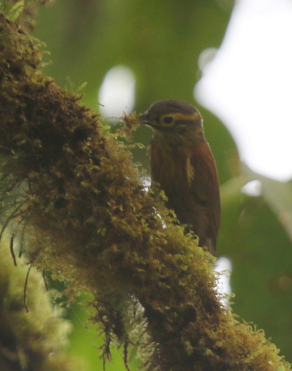 Scaly-throated Foliage-gleaner - ML67272851