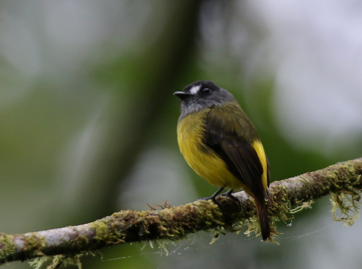 Ornate Flycatcher - ML67272901