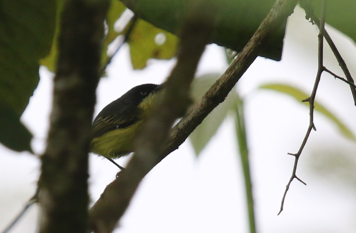 Common Tody-Flycatcher - ML67272911