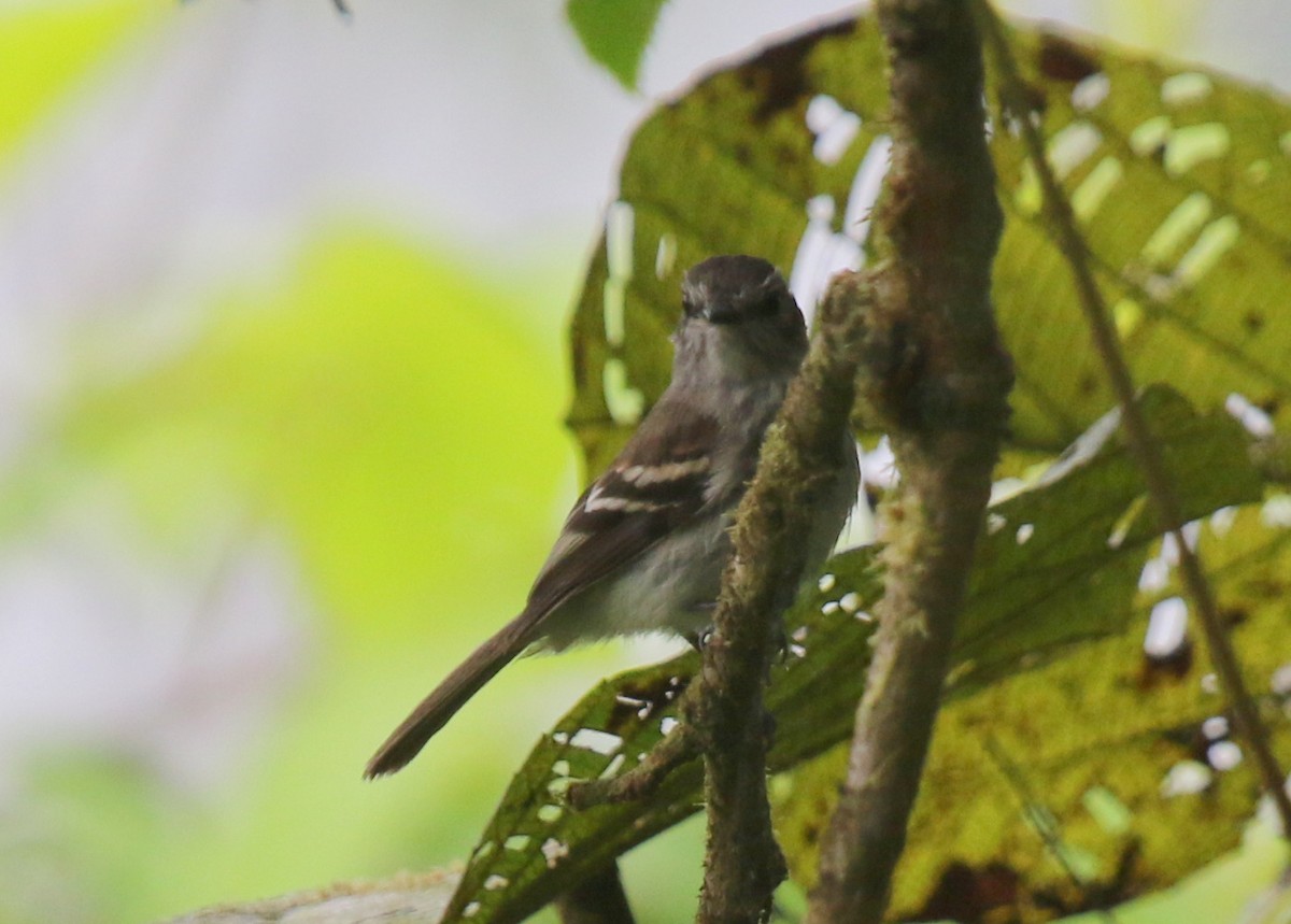 Mouse-gray Flycatcher - ML67272921