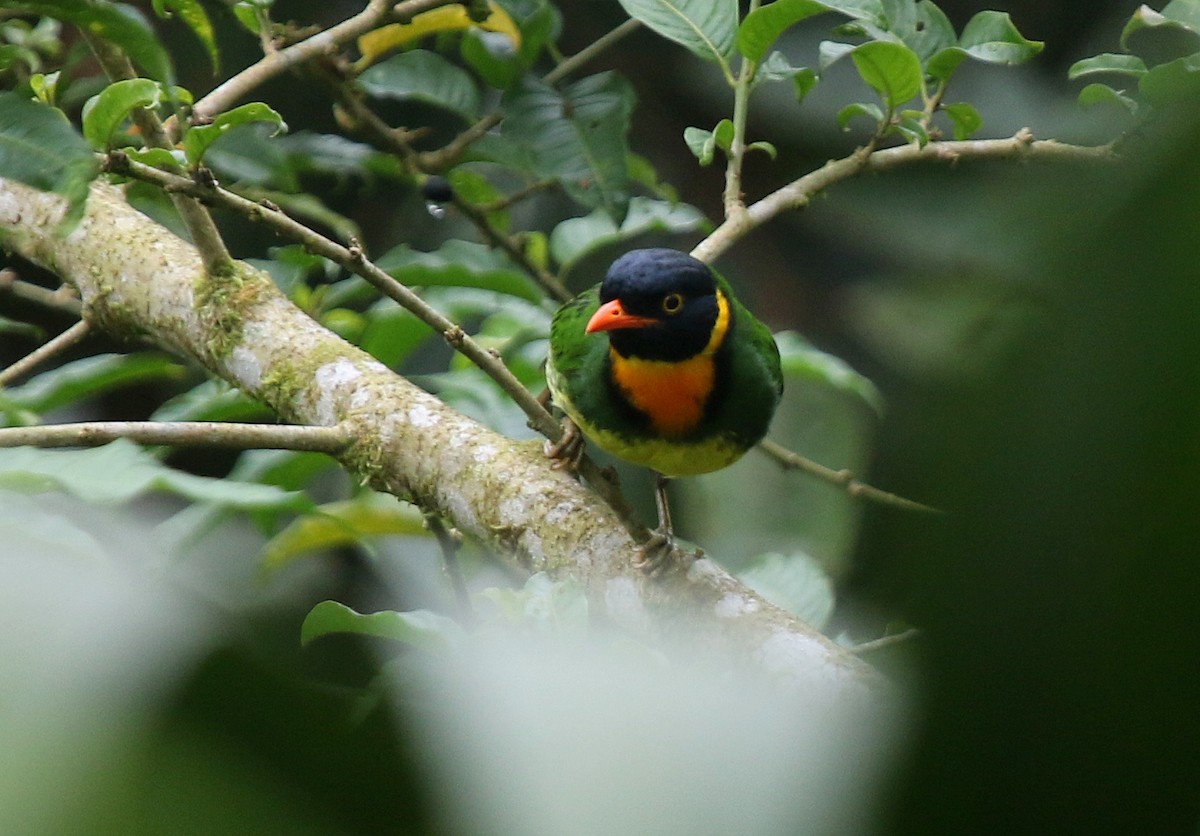 Orange-breasted Fruiteater - Matthew Grube