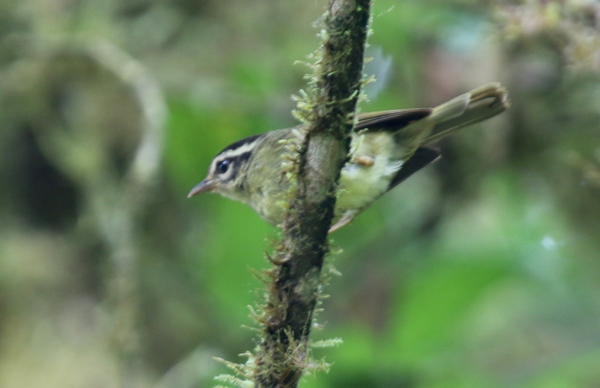 Three-striped Warbler - ML67273011