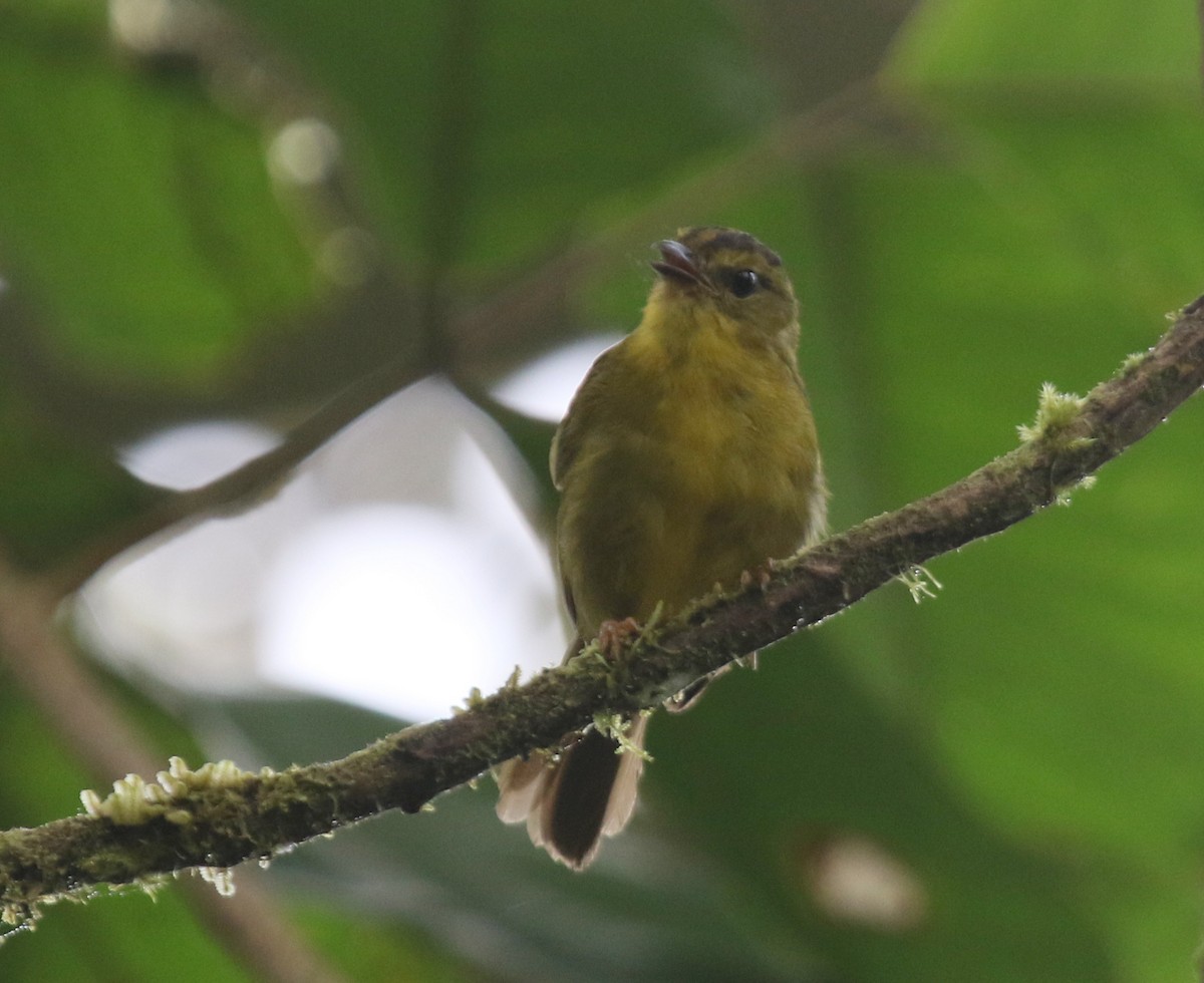 Choco Warbler - Matthew Grube