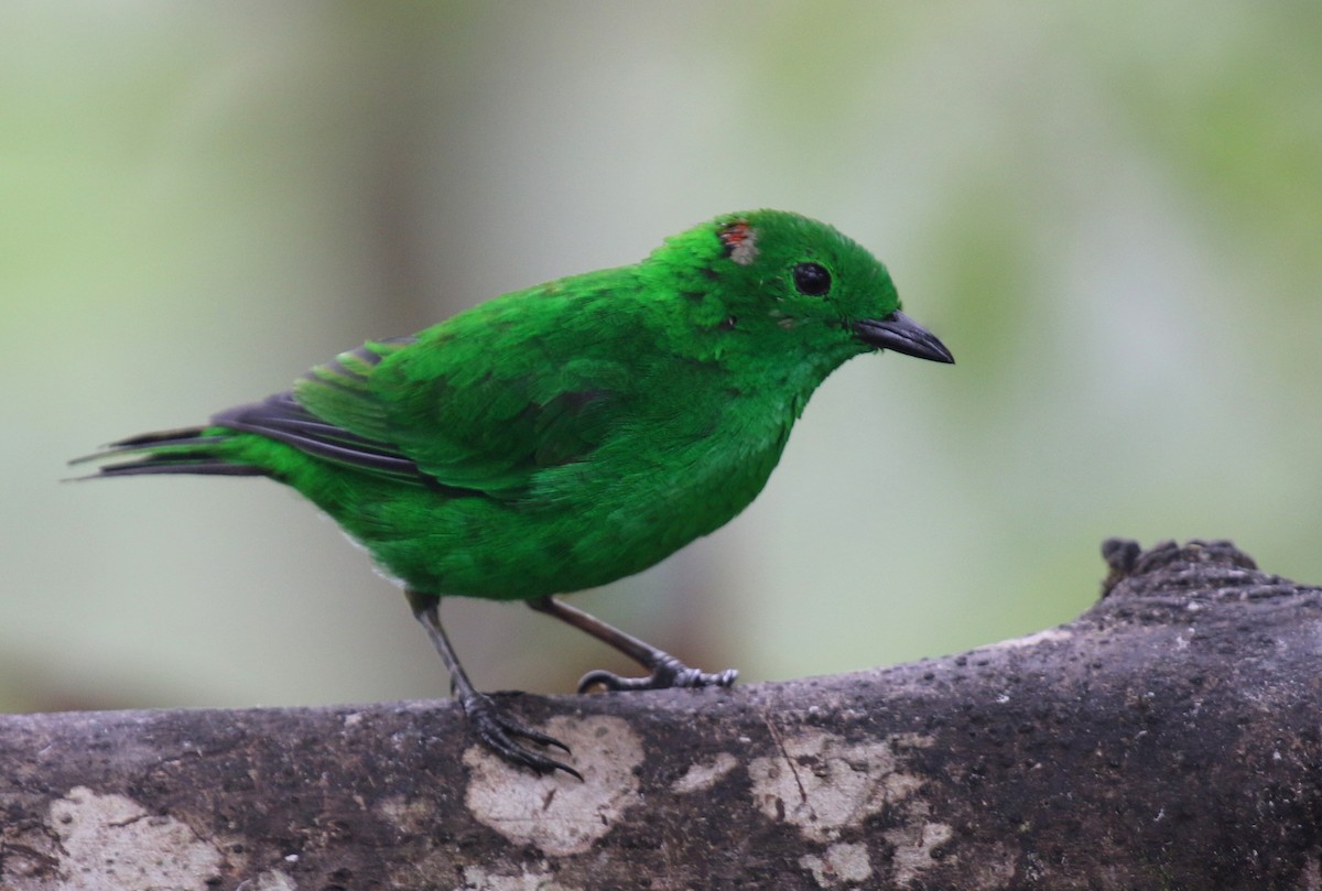 Glistening-green Tanager - ML67273131