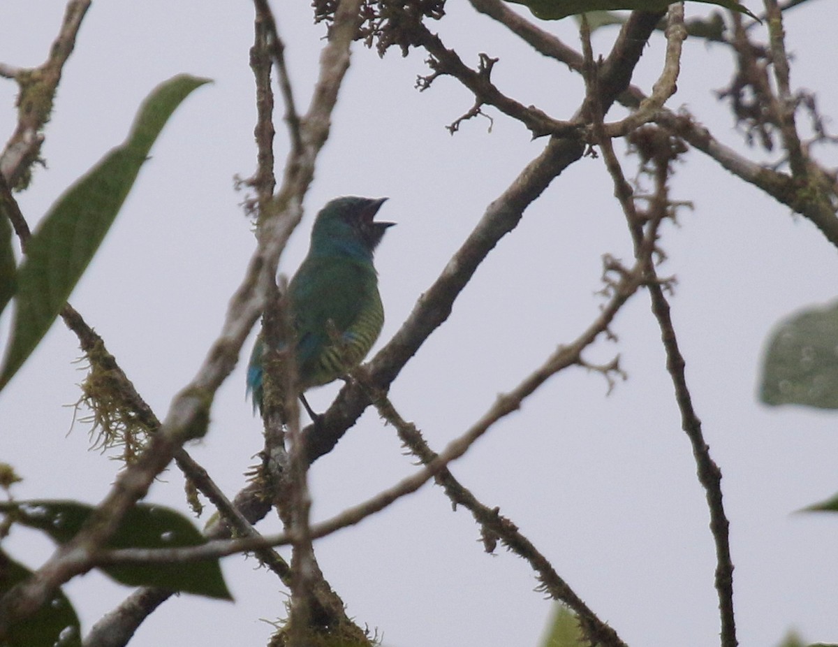 Swallow Tanager - ML67273201