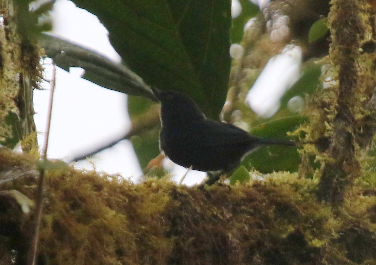 Indigo Flowerpiercer - ML67273231