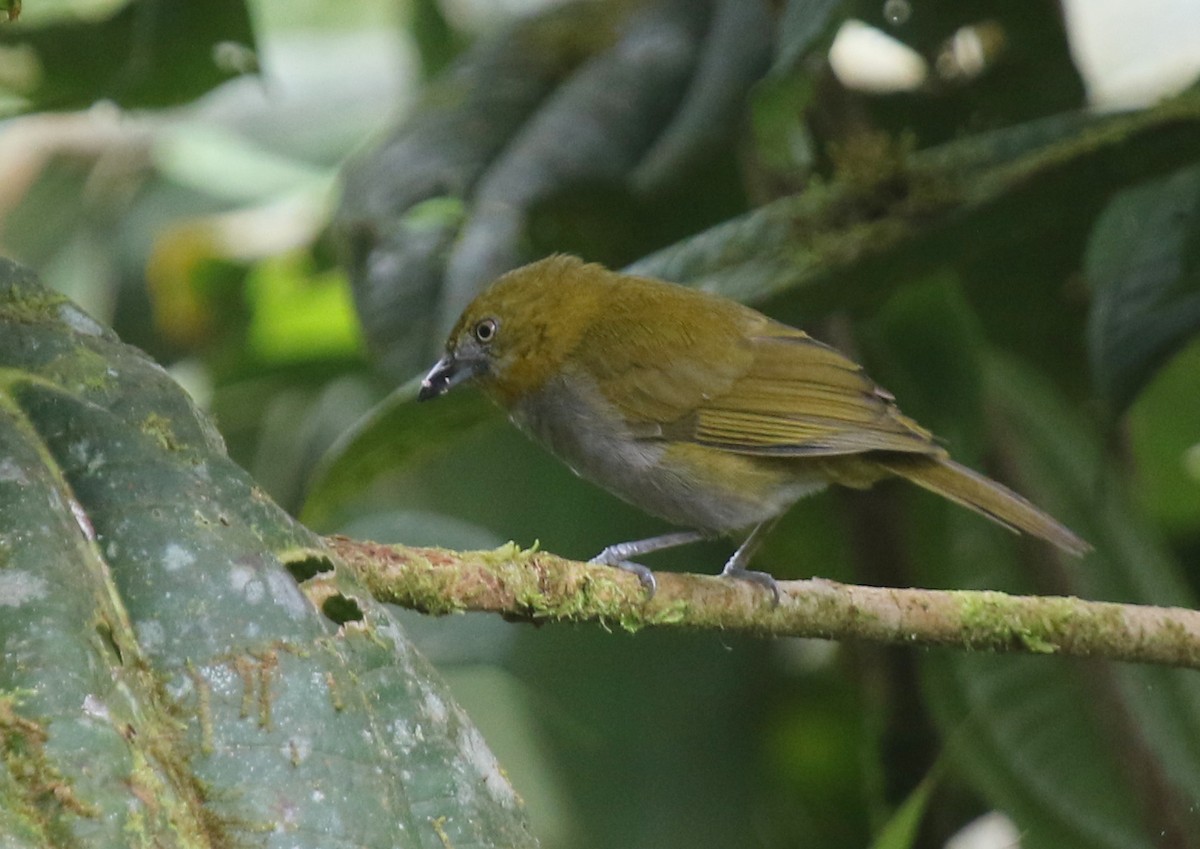 Yellow-throated Chlorospingus - ML67273281