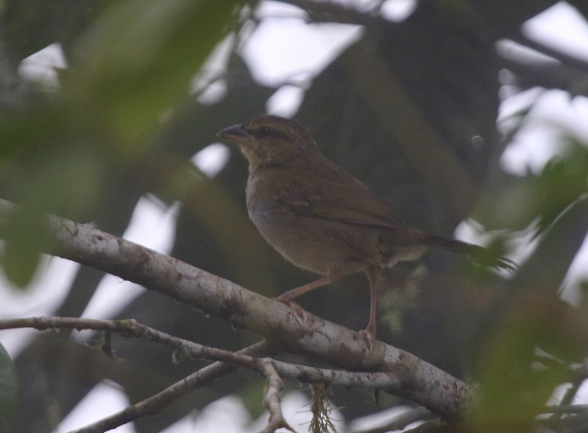 Black-striped Sparrow - ML67273301