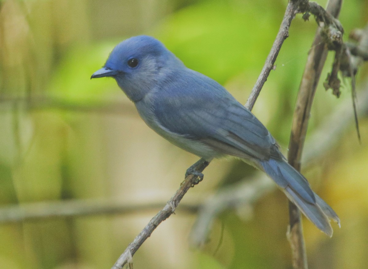 Pale-blue Monarch - Siti Sutedjo