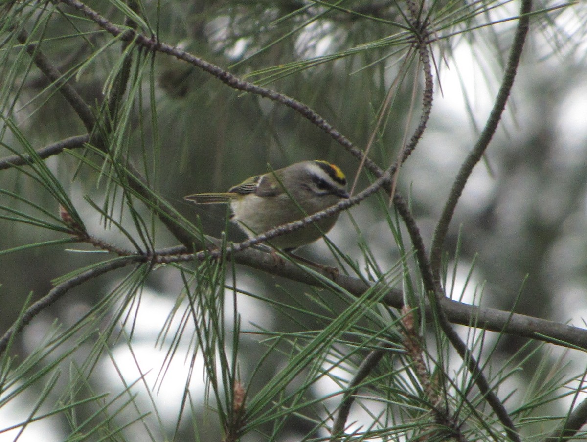 Golden-crowned Kinglet - ML67273601