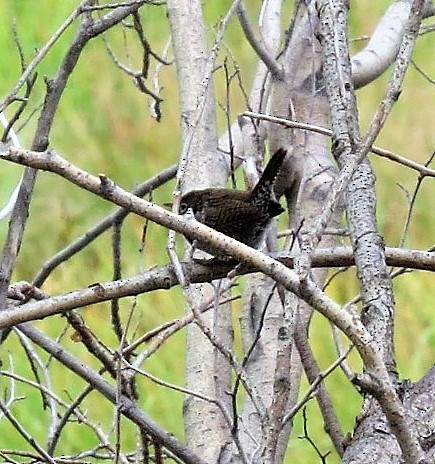 House Wren - ML67273841