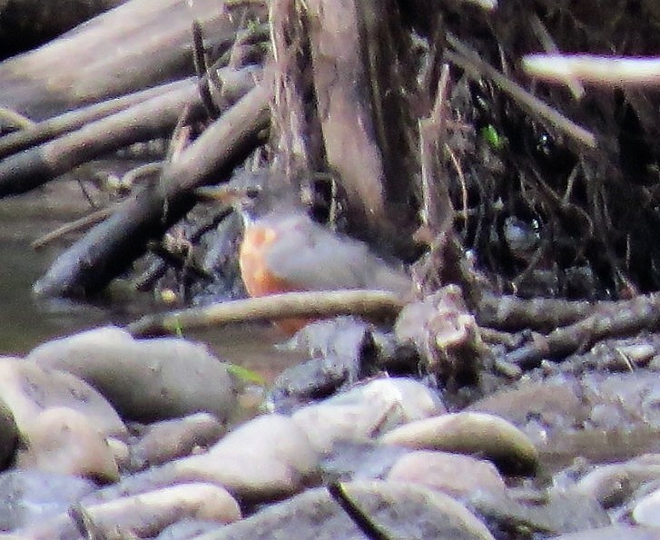 American Robin - ML67273881