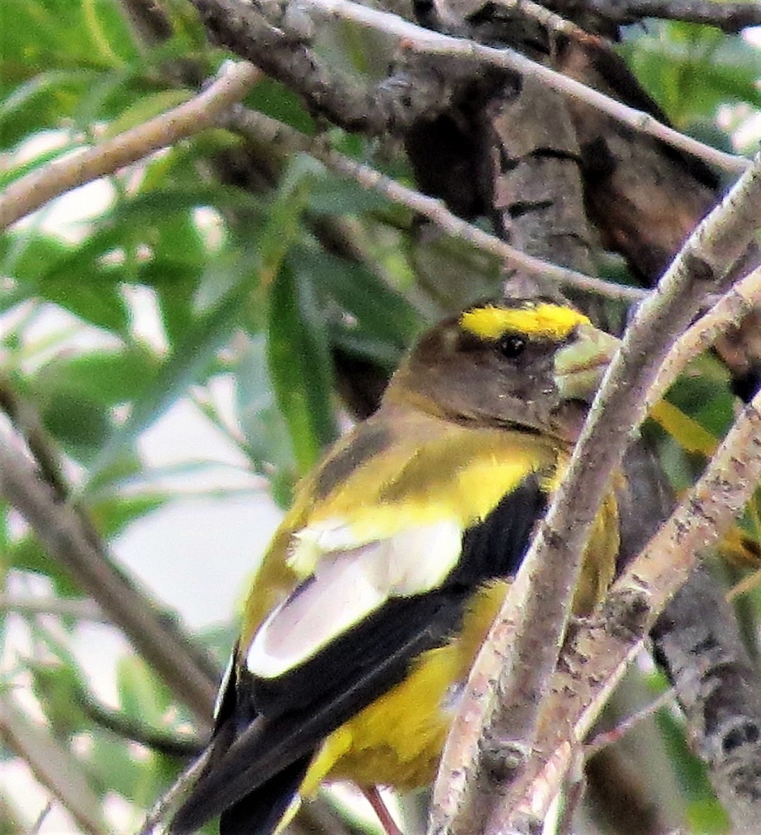 Evening Grosbeak - ML67273981