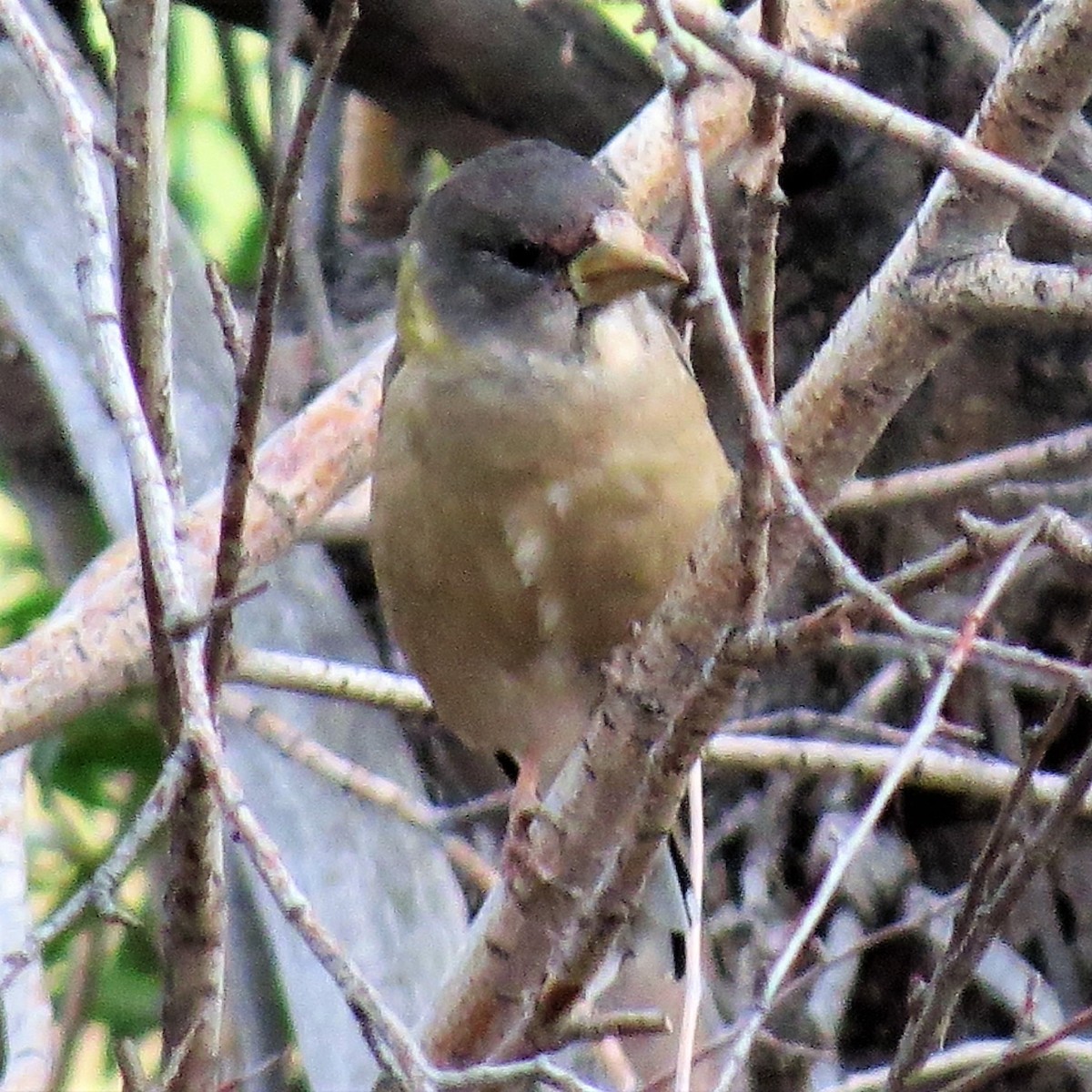 Evening Grosbeak - ML67274011