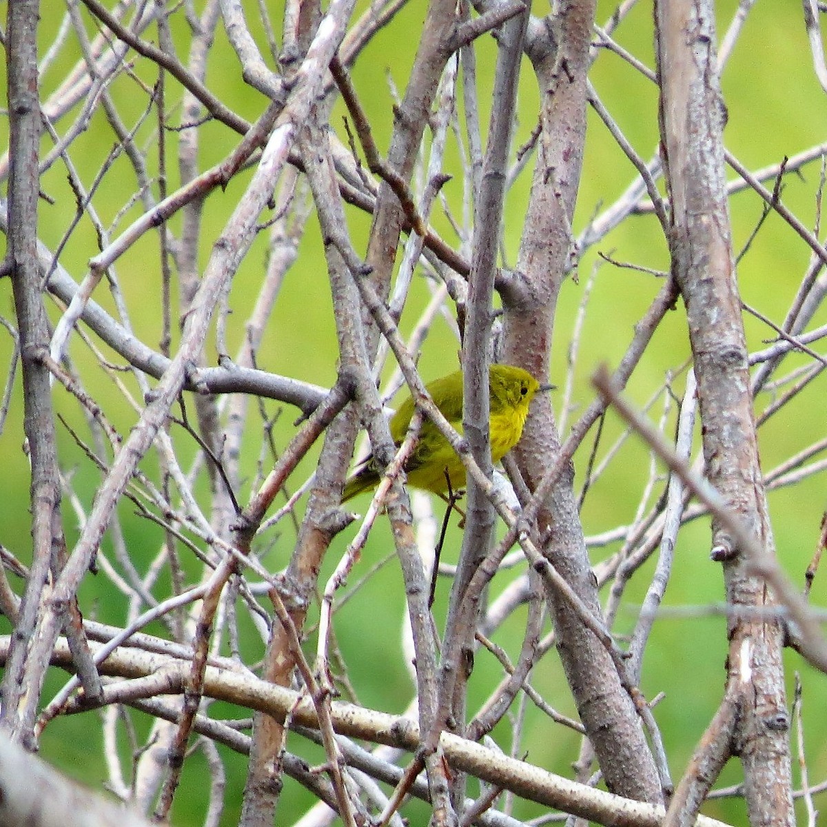 Yellow Warbler - ML67274081