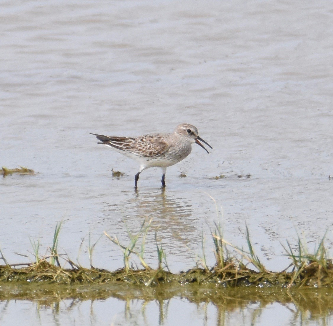 Weißbürzel-Strandläufer - ML67274331