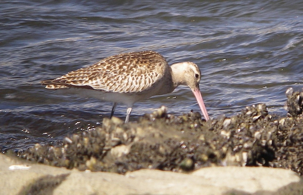 Bar-tailed Godwit - ML67275201