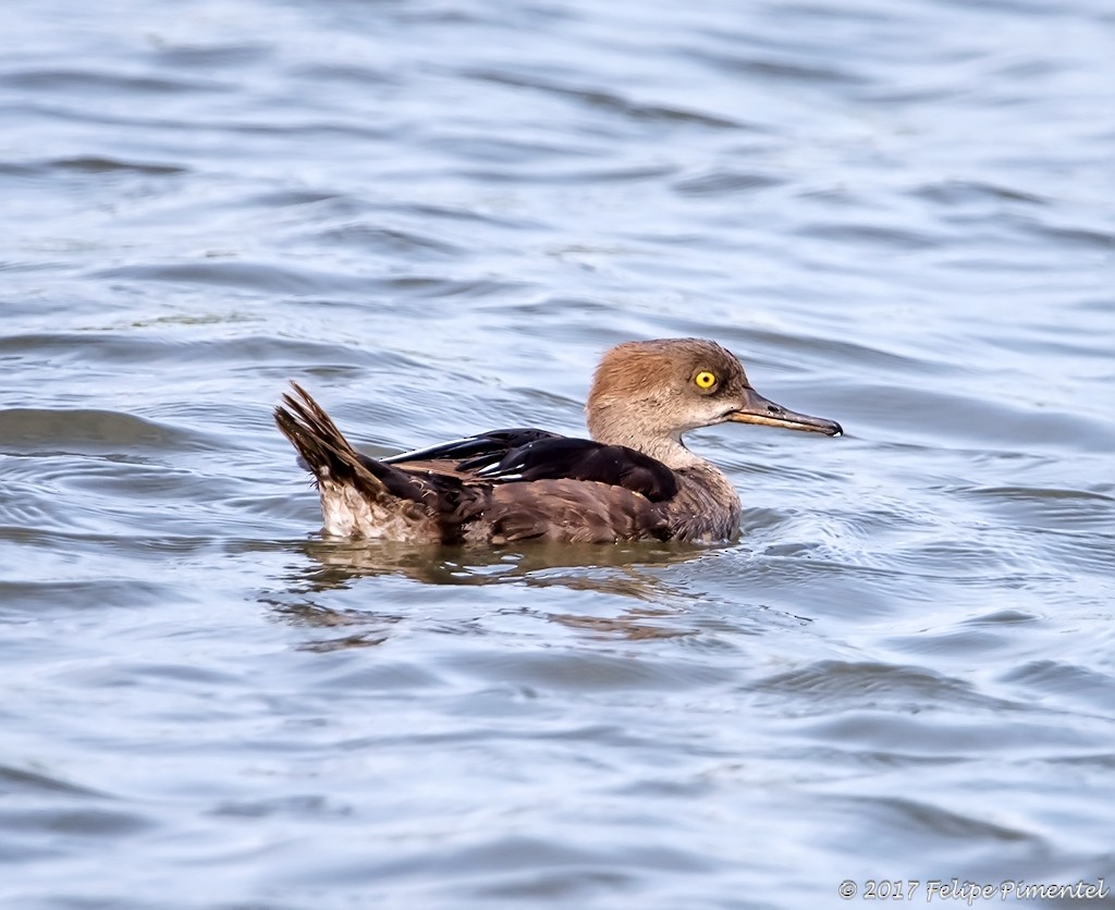 Hooded Merganser - Felipe Pimentel