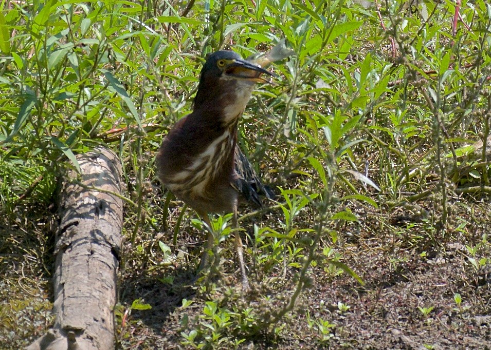 Green Heron - ML67276981