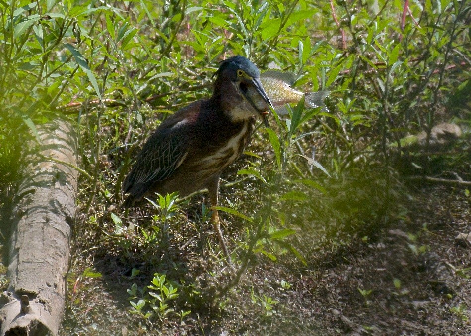 Green Heron - ML67276991