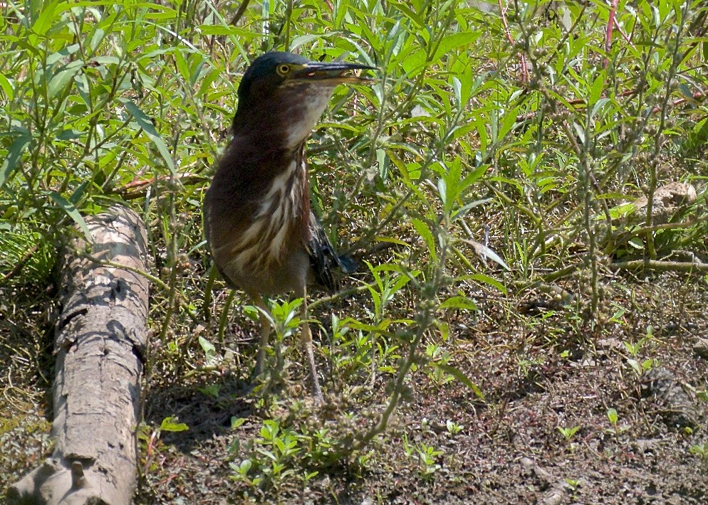 Green Heron - ML67277001