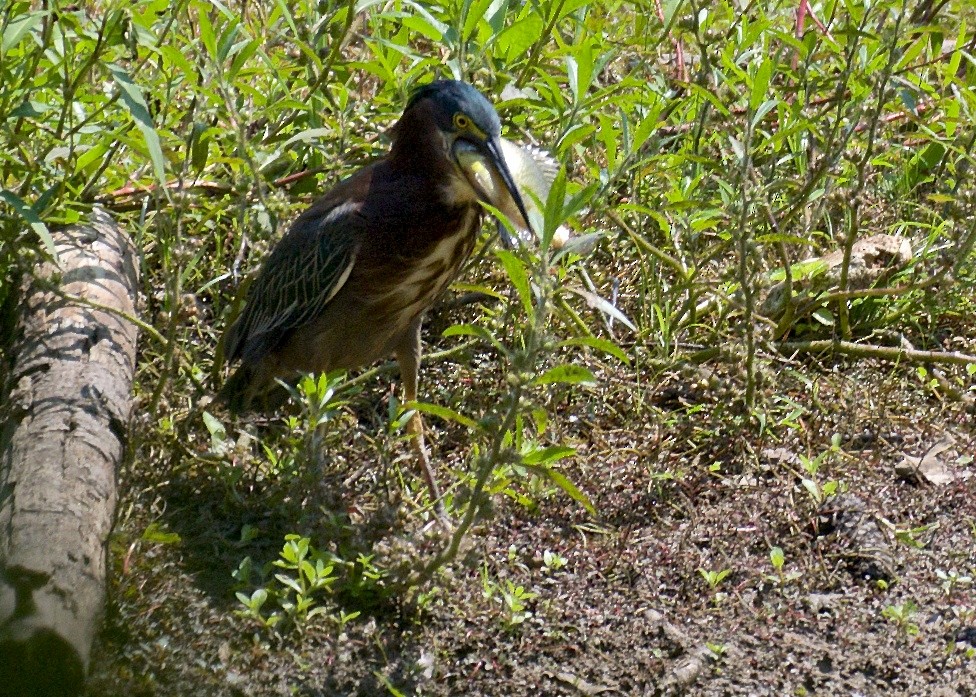 Green Heron - ML67277011