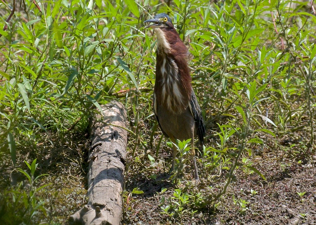 Green Heron - ML67277021