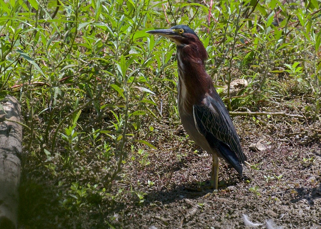 Green Heron - ML67277031