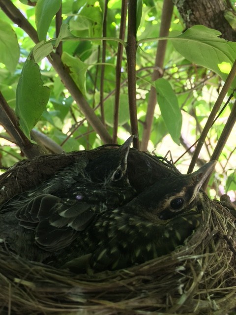 drozd stěhovavý - ML67277611