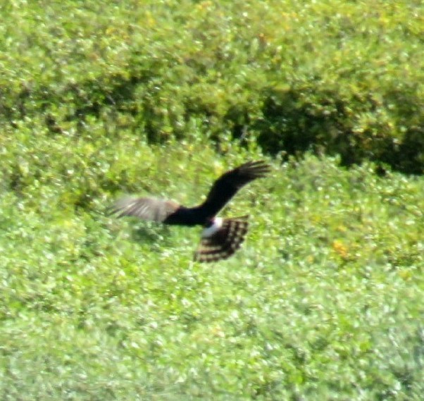 Northern Harrier - ML67279231