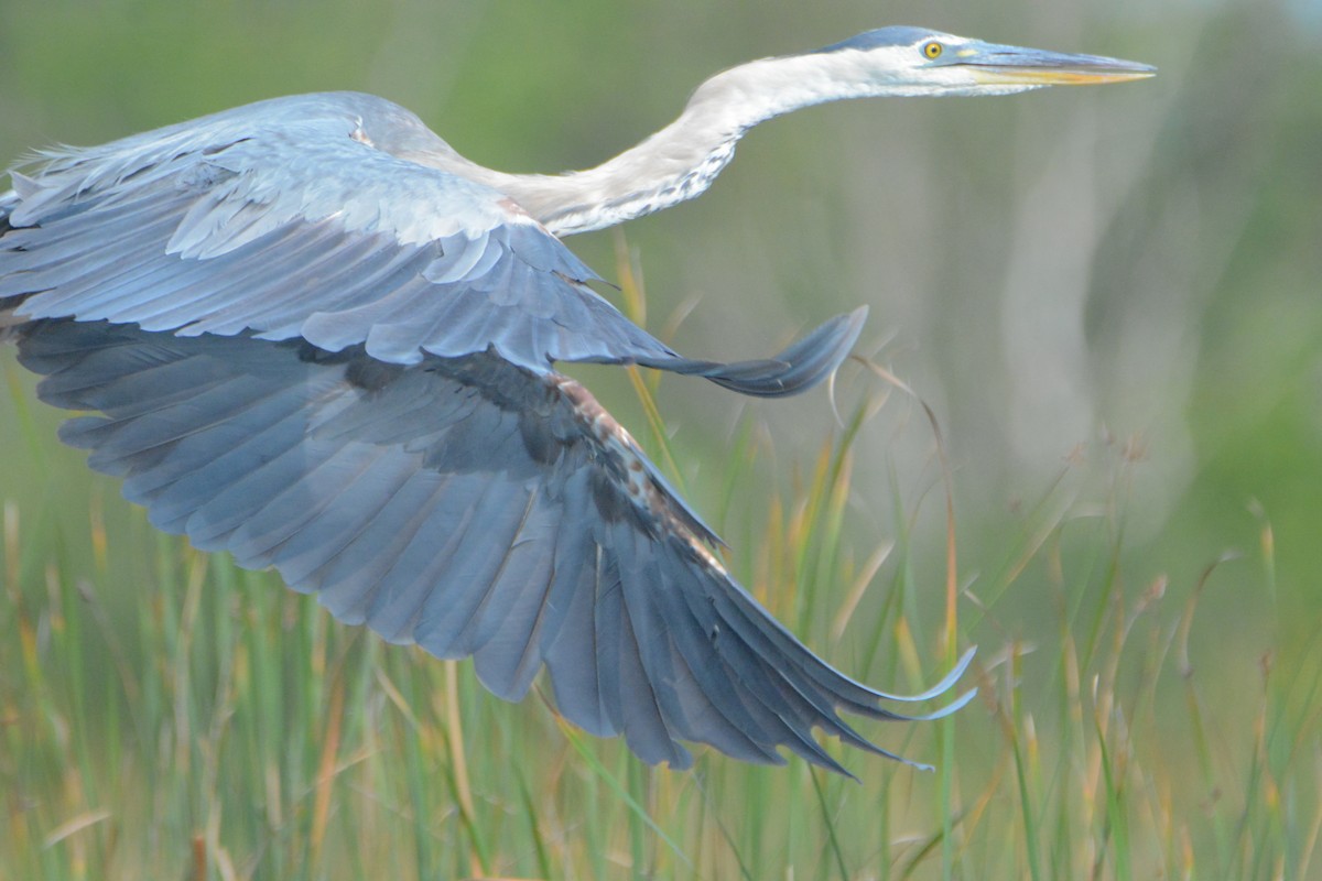 Great Blue Heron - Richard Garrigus