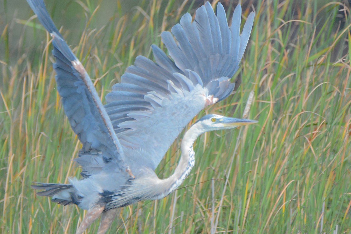 Great Blue Heron - Richard Garrigus