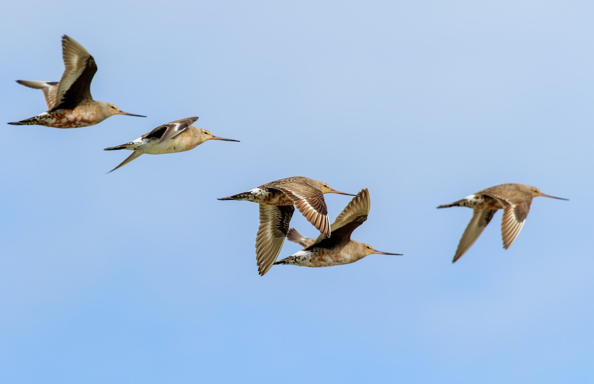 Hudsonian Godwit - Karen Brown