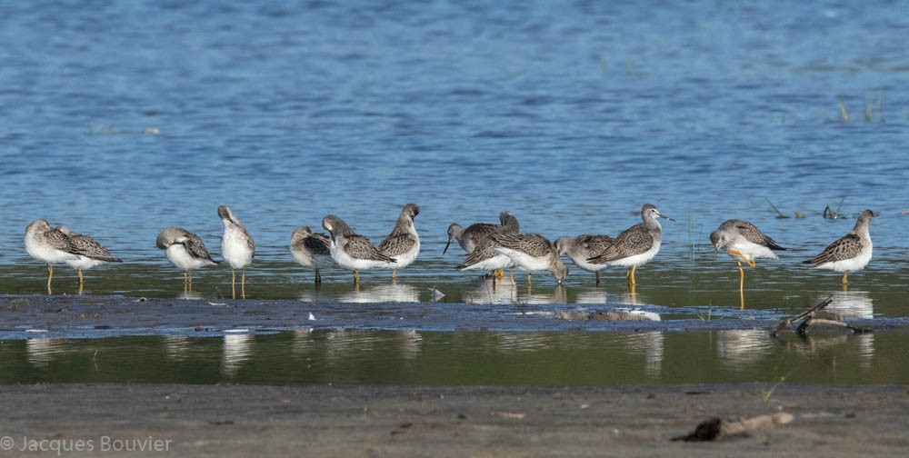 Stilt Sandpiper - ML67280501