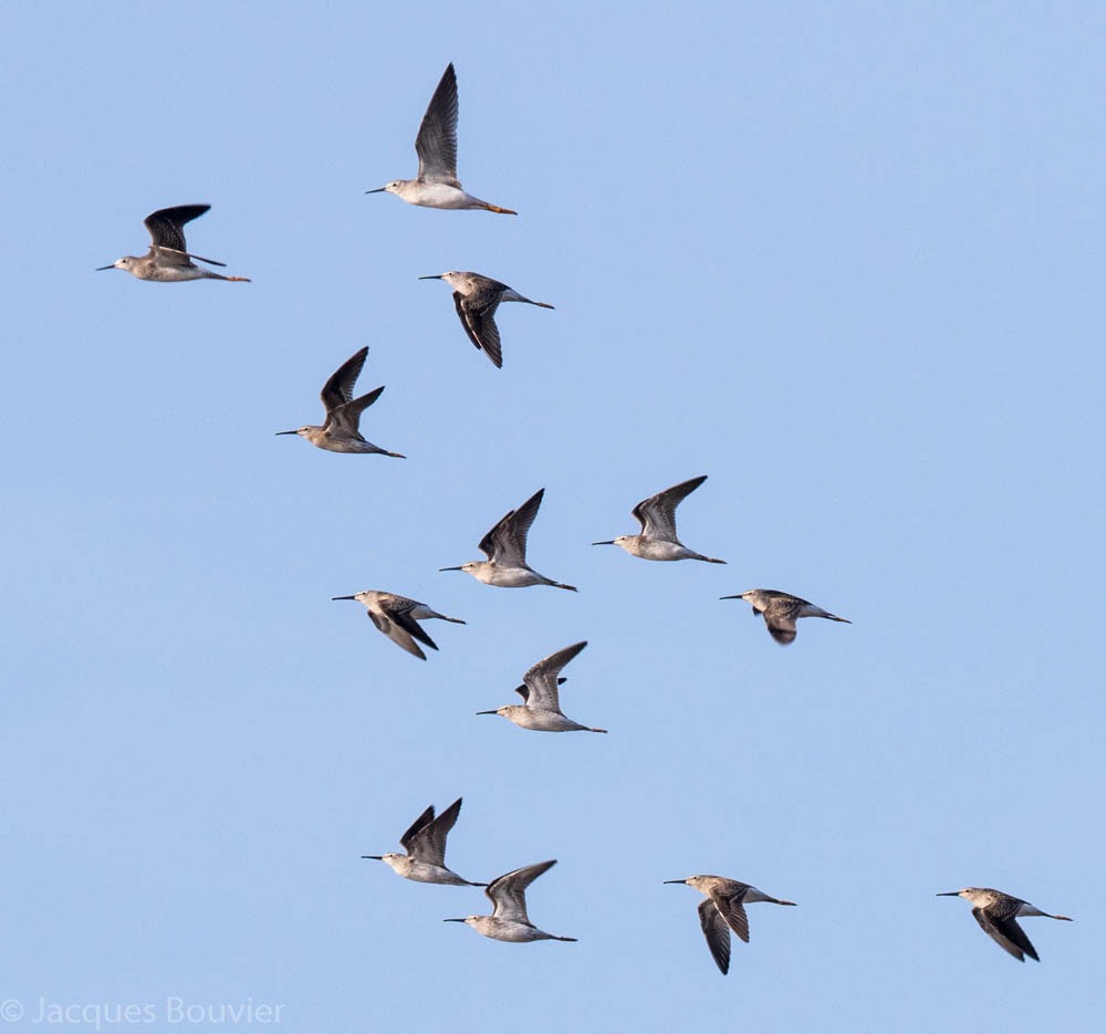 Stilt Sandpiper - ML67280511