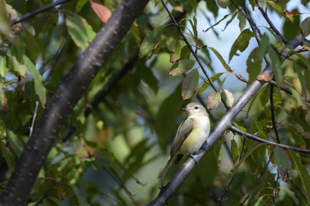 Warbling Vireo - ML67281221