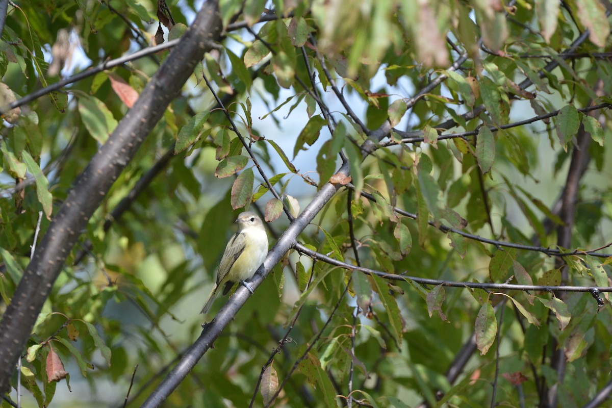 Warbling Vireo - ML67281321