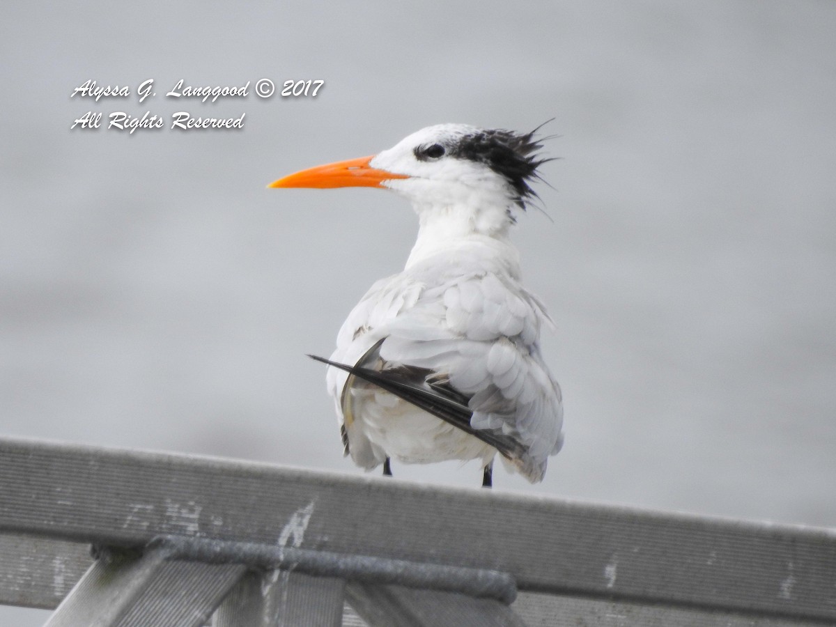 Royal Tern - ML67283191