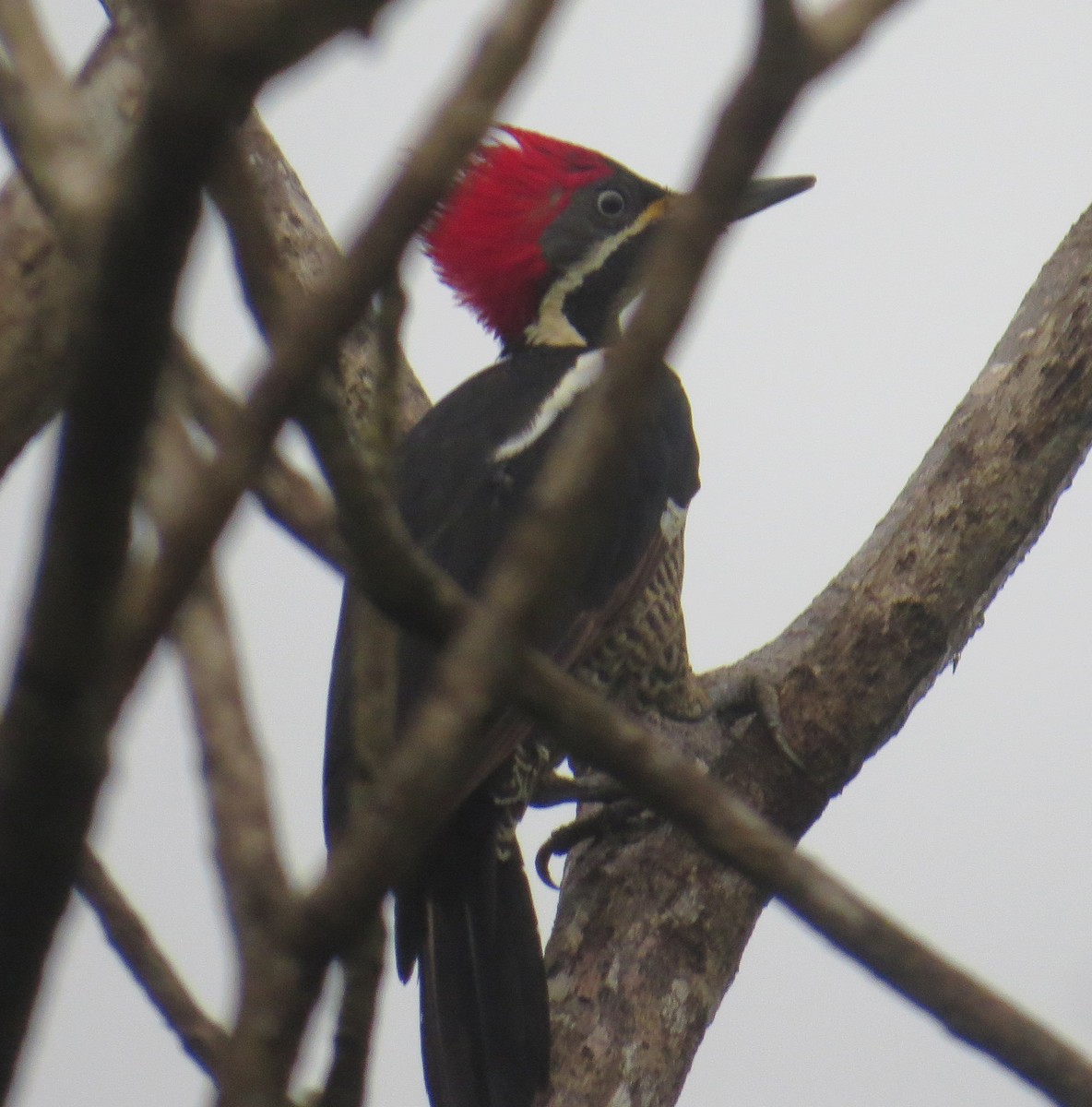Lineated Woodpecker - David Muth