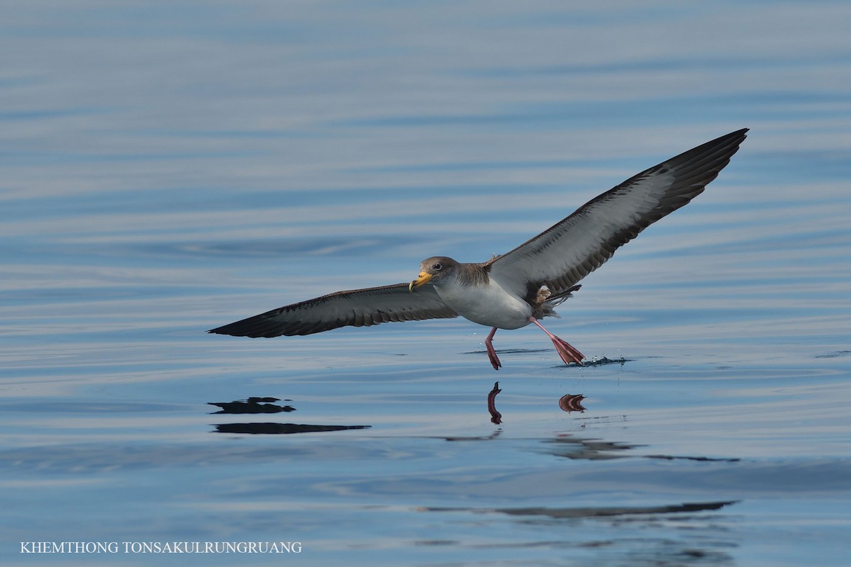 Cory's Shearwater (borealis) - ML67284101