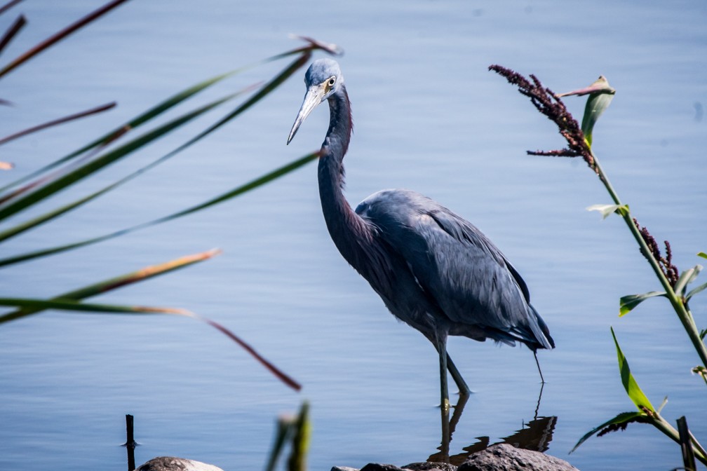 Little Blue x Tricolored Heron (hybrid) - ML67284111