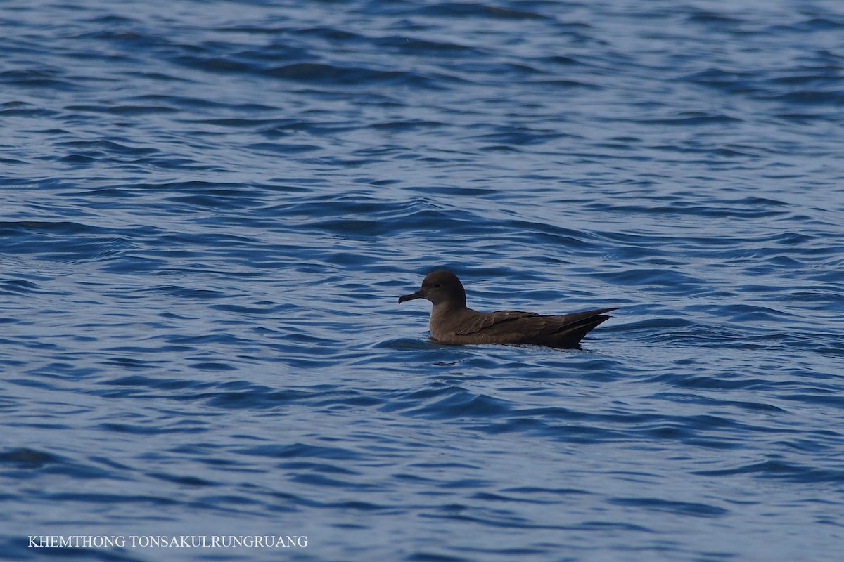 Sooty Shearwater - ML67284311