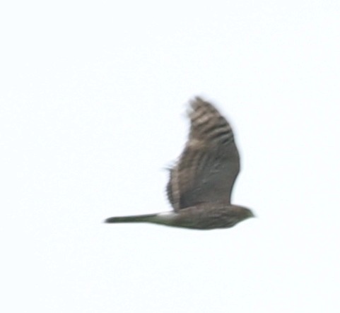 Cooper's Hawk - ML67284761