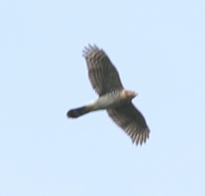 Cooper's Hawk - Eric Hartshaw