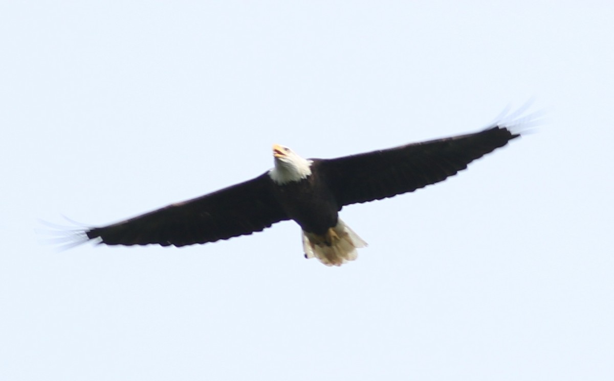 Bald Eagle - Eric Hartshaw