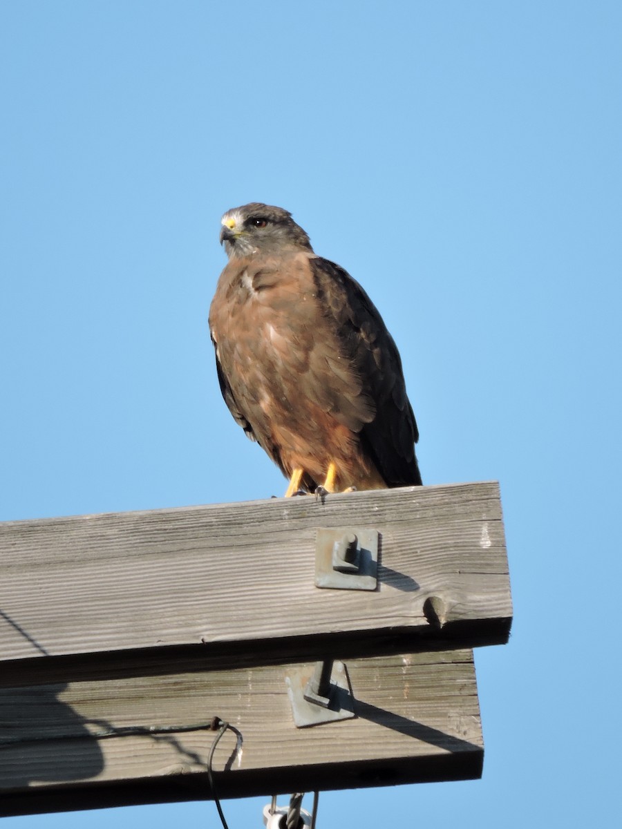 Swainson's Hawk - ML67288561